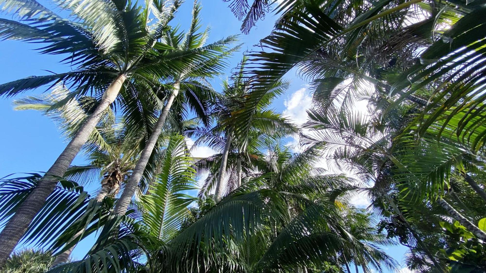 סן-פייר Coliver - Coliving A La Reunion מראה חיצוני תמונה