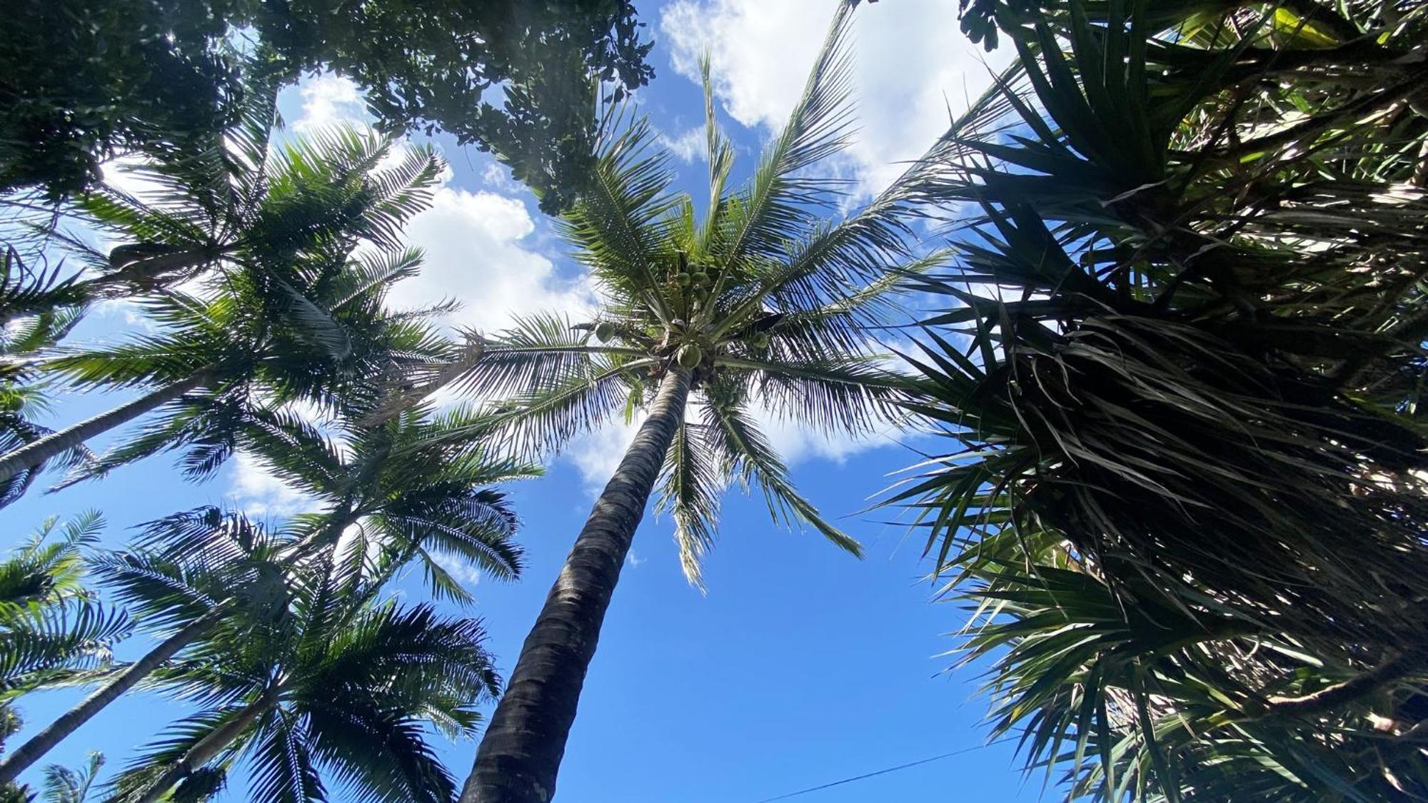 סן-פייר Coliver - Coliving A La Reunion מראה חיצוני תמונה